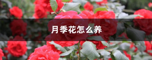 月季花怎么养，怎么修剪