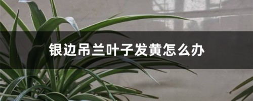 银边吊兰叶子发黄怎么办