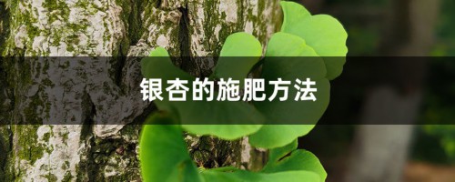 银杏的施肥方法